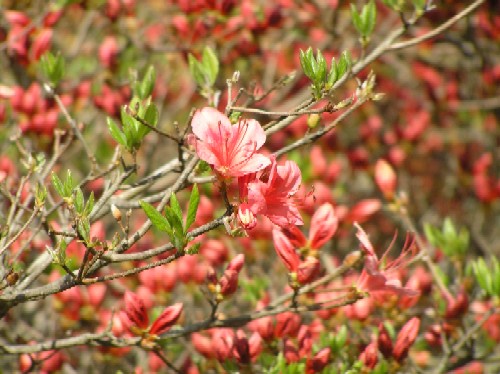 明るい日差しの中で、薄い赤色のツツジの花が数輪咲き始め、周囲の枝には新緑の明るい緑色の葉が茂っている様子の写真