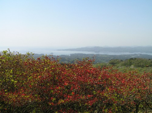 小高い場所から見下ろした海沿いの景色で、手前には赤く色づき始めたツツジがみえる晴れた日の風景写真