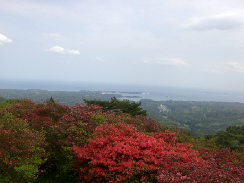 手前の丘陵に緑の葉も残る鮮やかな赤とピンクのツツジの花が咲いており、遠くには青い海と空が広がる風景写真