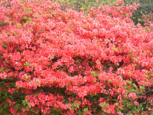 鮮やかで濃いピンク色のツツジの花が一面に密生して咲き乱れ、画面いっぱいに広がっている写真