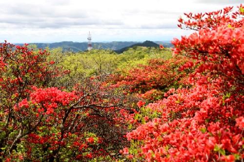 鮮やかな赤色のツツジの花が咲き誇り、その向こうの丘の上には鉄塔がみえる風景写真