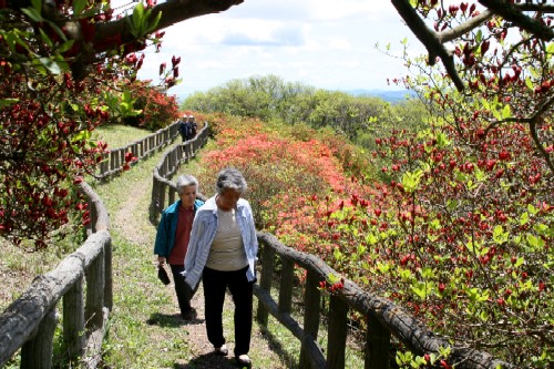 新緑の木々に囲まれた山中の遊歩道で、両脇のツツジに朱色の花や赤いつぼみがたくさんつき、木製の柵に沿って2人の高齢の観光客が緩やかな坂道を上っている様子の写真