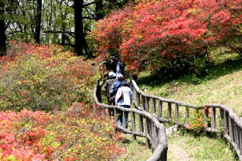 新緑の木々に囲まれた山中の遊歩道で、朱色のツツジの花が咲き乱れる中、数人の観光客が緩やかな坂道を上っている様子の写真