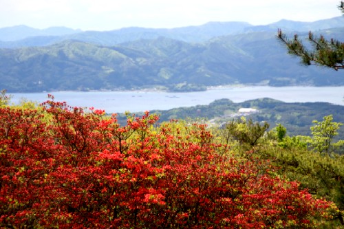 手前の丘に鮮やかな朱色のツツジの群生が広がり、その向こうにはなだらかな稜線を描く緑の山々と青く輝く湾の静かな水面が一望できる風景写真