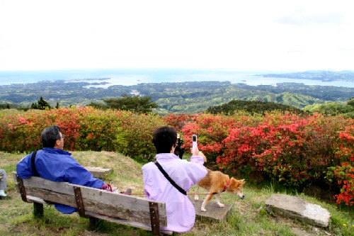 赤いツツジの群生が広がる高台の景色の良い場所で、散策に来た人がベンチに座って広がる海と緑豊かな景色を眺め、一人の女性がスマートフォンでその光景を撮影し足元には犬が立っている様子を背後から撮影した写真