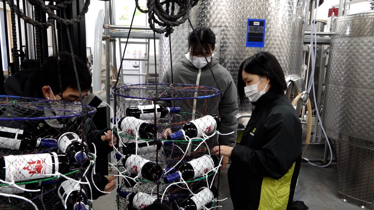 高校生たちがワインボトルを海中熟成用のかごに結びつけて作業している、醸造所での実習の様子の写真