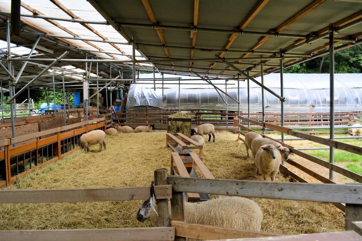 木製の仕切りで区画分けされた屋根付きの大きな羊舎の中で、複数の羊が干し草を食べたり寝そべったりしている写真