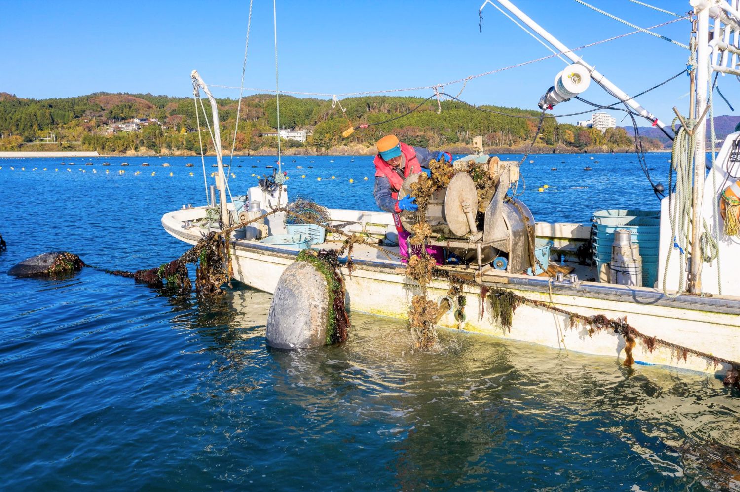 漁船の上で漁師が機械を使って海から海藻のような海洋植物を引き上げており、背景には木々と丘が広がり、水面には複数のブイが浮かんでいる海上作業の写真