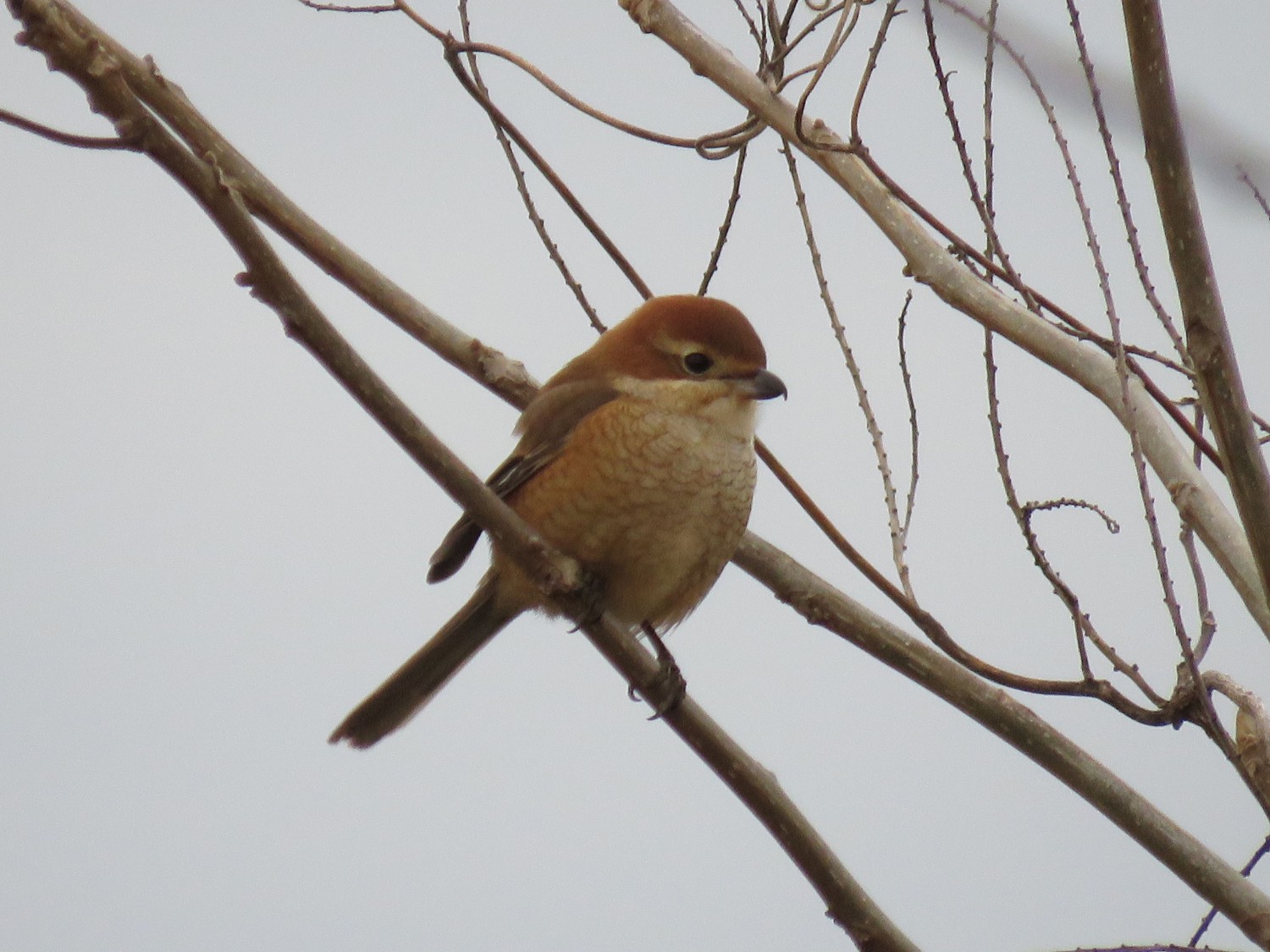 葉の落ちた木の枝にとまり、茶色い体に太くて黒いくちばしを持つモズの写真