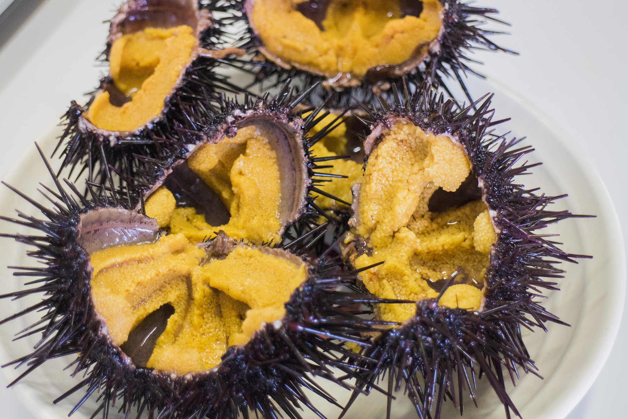 トゲのある殻を割って、中の山吹色の身がきれいに見えているウニが4つ白い皿に盛られた写真