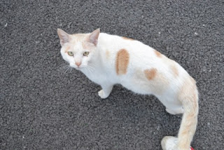 白地に茶色の斑模様がある猫がアスファルト上に立ち、こちらをじっと見つめている様子の猫の写真