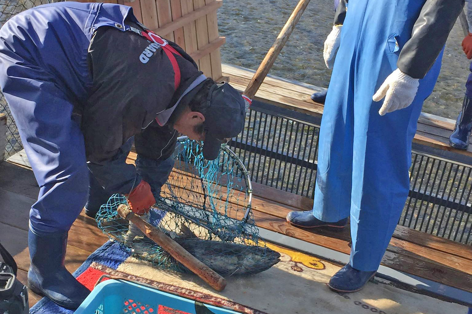 船の上で漁師が網に入った大きなサケを捕まえている写真