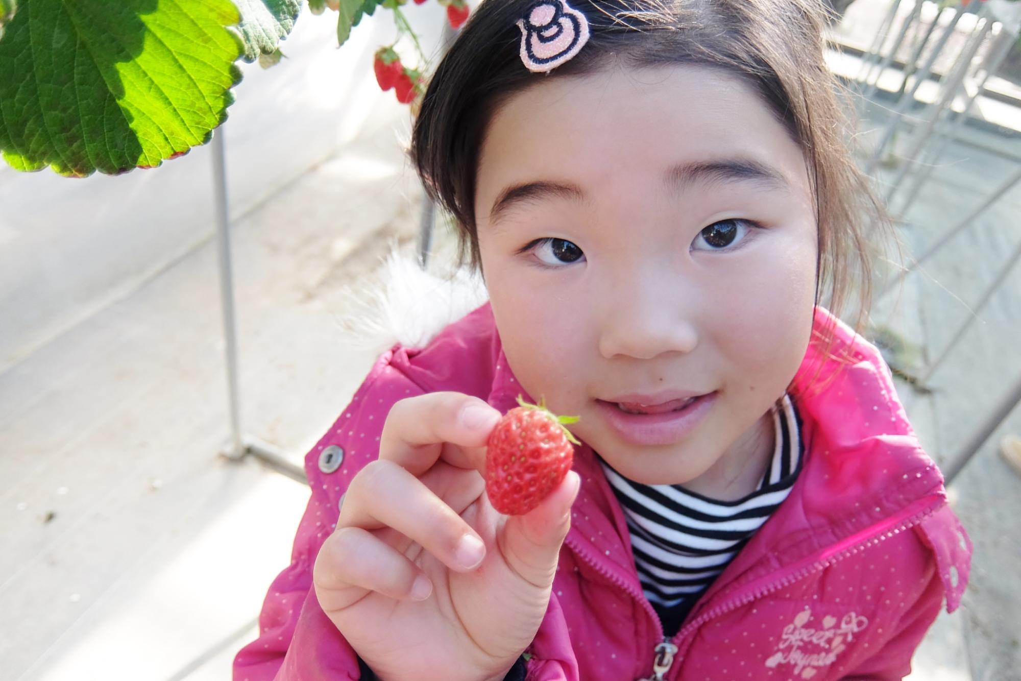 ビニールハウス内でピンクの上着を着た光奈乃ちゃんが苺を手に持ち、カメラに向かって見せている写真