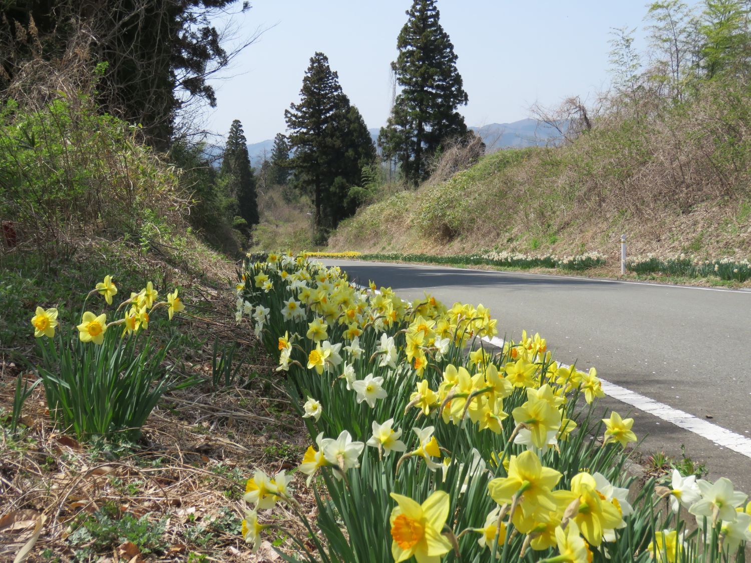 道路の片側に黄色や白のスイセンの花が帯のように連なって咲いており、曲がりくねった山道と杉の木が奥へ続く春の山道の写真