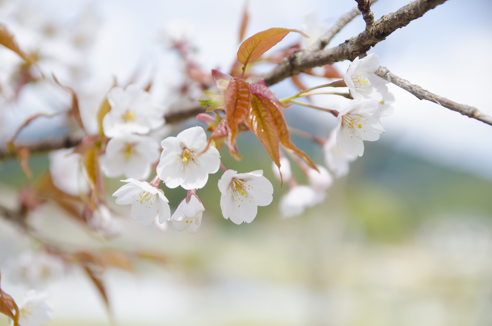 枝に満開の花が咲いているソメイヨシノをアップで撮影した写真