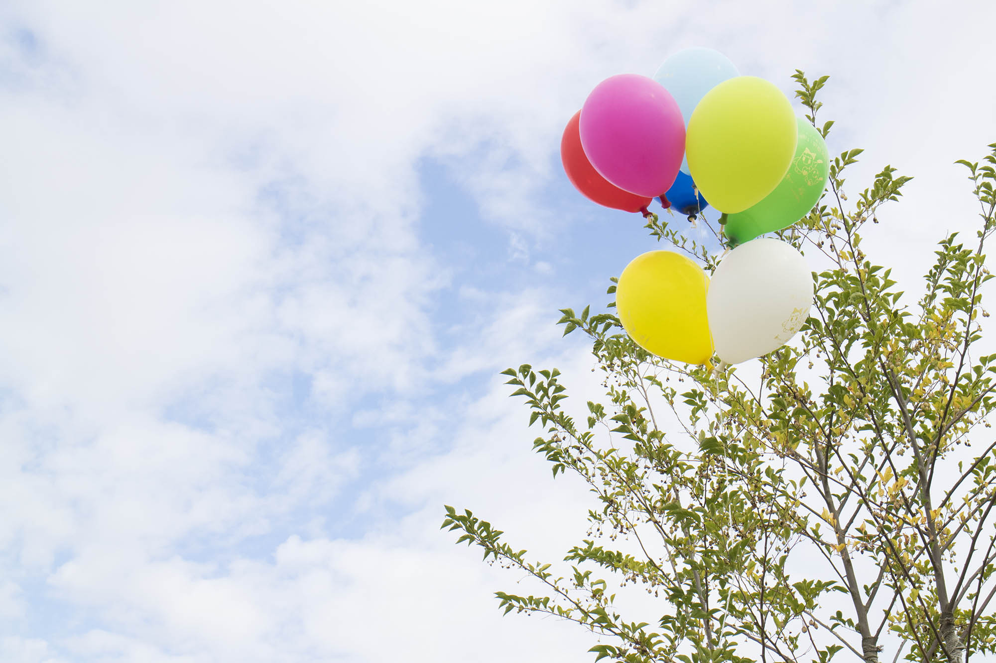 青空の下で7個のカラフルな風船が木の枝に飾られている写真