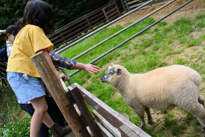 木製の柵越しに羊に手を伸ばして触れようとしている子どもたちの写真