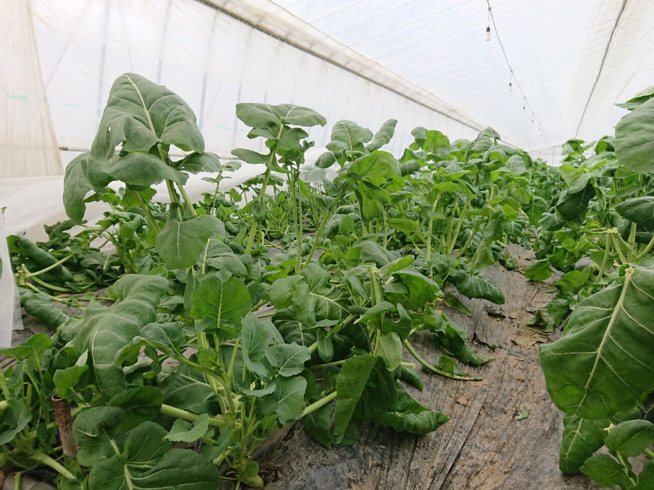 ビニールハウスの中で緑の葉が茂る葉物野菜が地面に植えられて育っている写真