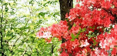 山の中に赤いつつじの花が咲いている写真（SPRING MINAMISANRIKU JAPAN 4K―南三陸町のサイトへリンク）