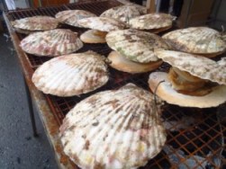 出店の屋台で、金網の上に並べられた殻付きのホタテが、炭火で香ばしく焼かれ口が開いてきている様子の写真