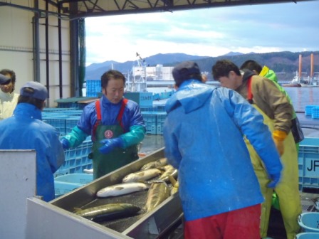 屋根付きの施設内で、水揚げされた魚を仕分けるため、作業着を着た人々がベルトコンベアに並んだ魚を見ながら選別している様子の写真