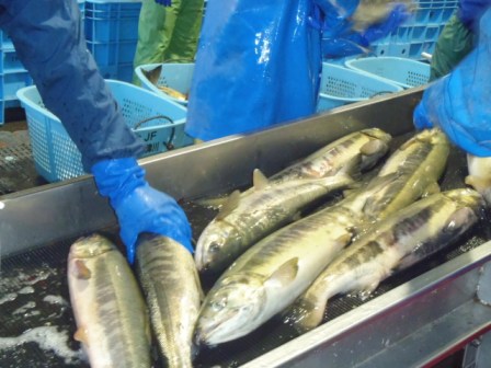 ベルトコンベアの上に並べられたたくさんのサケを青い手袋をはめた作業員が丁寧に選別している様子の写真