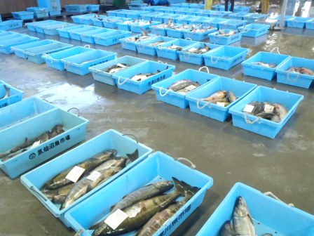 数匹ずつサケが入った青いプラスチック容器が整然と並べられている志津川仮設魚市場の写真