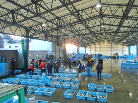 高い天井の屋内市場で、青い容器に入った魚を複数の人が仕分けたり扱ったりしている志津川仮設魚市場の写真