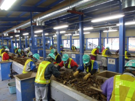 青い鉄骨の建物の中で、緑色のヘルメットと黄色い安全ベストを着た作業員たちがベルトコンベアに流れる木くずを手作業で選別している写真