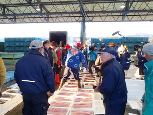 屋根付きの広いスペースで多くの人々が集まり魚の入った発泡スチロールがずらりと並び、セリが行われている様子を写した写真