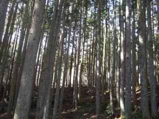 背の高い木々が密集して立ち、木漏れ日が差し込む静かな雰囲気の森林を写した写真