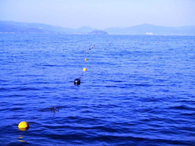 真っ青な海に黄色と黒の浮きが一直線に並び、遠くにはぼんやりとした島影と山並みが見える、海上に設置されたわかめの養殖場の写真