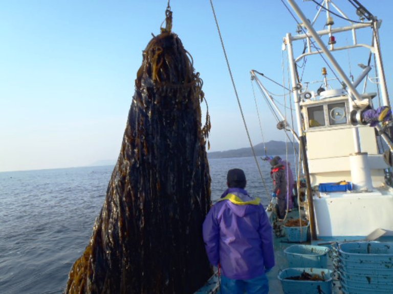 クレーンで吊り上げた大量のわかめの横に漁師が立ち、船上には青いカゴが並んだ水揚げ作業の写真