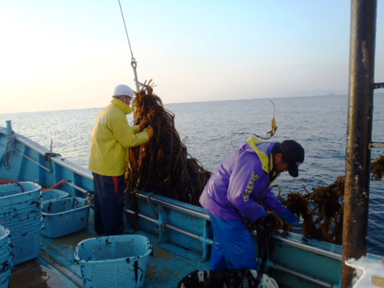 作業船に乗った漁師が黄色い防水ジャケットに白いヘルメットをかぶって引き上げられたワカメを手で持ち、もうひとりの黒い帽子をかぶった漁師が船べりで作業をしている写真