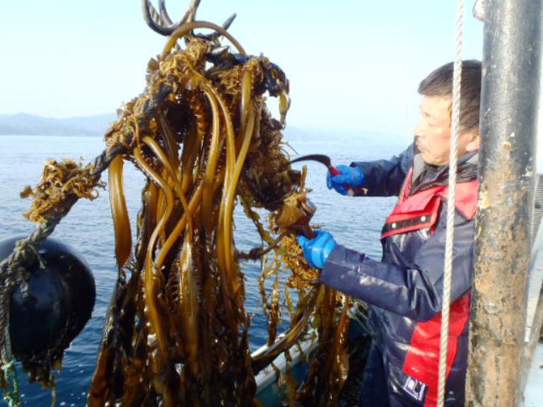 赤と黒の防水ジャケットを着た男性が大きなわかめの束をカマを使って切り取っている写真
