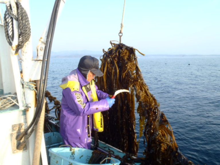 作業船の左舷で、紫色の防水ジャケットと黒い帽子を身につけた男性が、かまを持って吊り上げられたワカメを刈り取っている写真