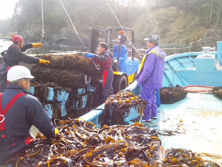 岸辺に停泊した水色の作業船の上で、赤や紫の作業着を着た数人の男性達がワカメで満載の青いカゴをフォークリフトに積み替える作業をしている写真