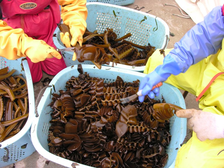 水色のプラスチックかごに山盛りのめかぶが入っていて、防水作業着を着用した方々が刃物を使ってわかめを丁寧に切り分けている手元の写真