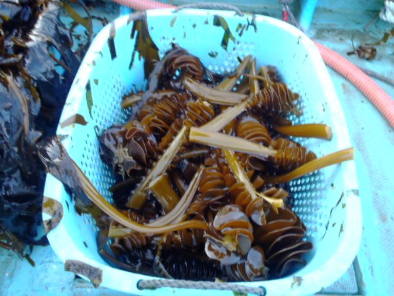 水色のプラスチックかごの中に、つやつやとした茶色いめかぶが入れられている写真