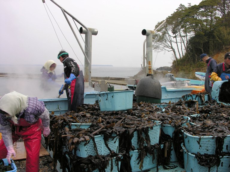 海辺の屋外加工場で湯気が立ちのぼる巨大な釜のそばに複数の作業員が立ち、手前には収穫された茶色いわかめが大量に入った水色のかごがいくつも積み重ねられて並んでいるわかめの加工作業の写真