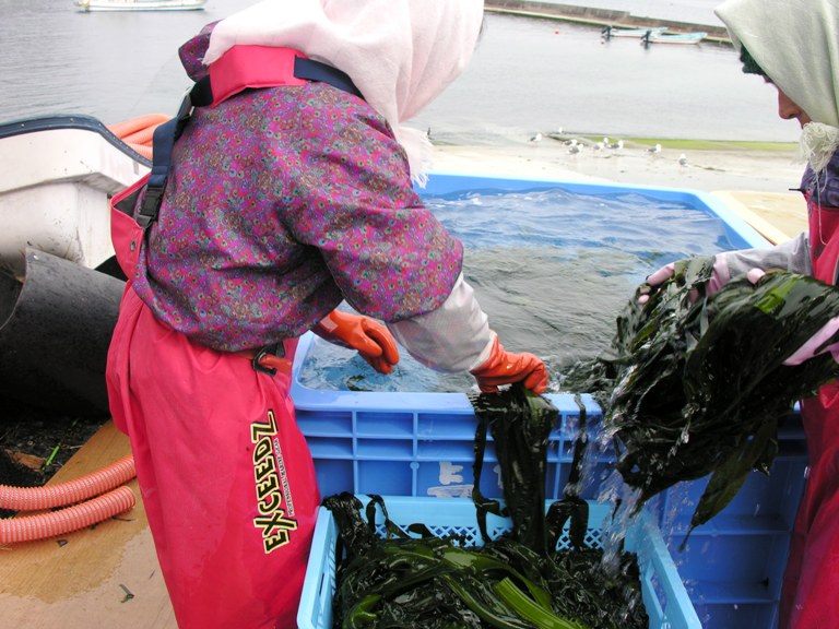 ピンク色の防水ウェアと手袋を着用した女性が、大きな水槽の中から湯通しされた濃い緑色のわかめを手作業で引き上げている写真。
