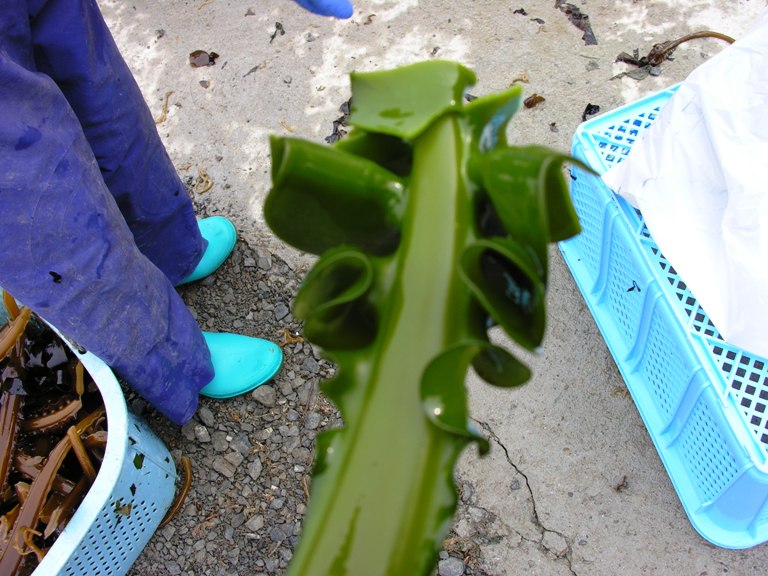 鮮やかな緑色のめかぶのアップと作業する人の足元やかごが置かれた地面が写った写真
