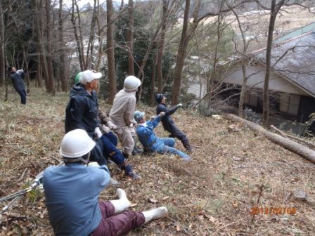 傾斜のある林の中で、ヘルメットや作業着を着た複数の人たちが協力してロープを引き、倒木作業を行っている作業風景の写真