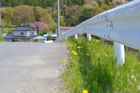 白いガードレールが道路沿いに続き、その足元には黄色いタンポポが咲いている写真