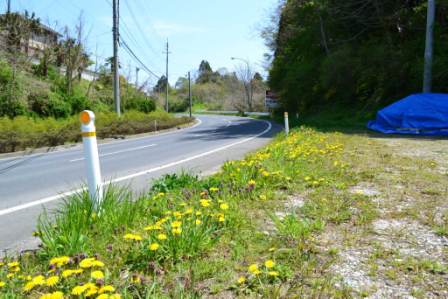 カーブした道路の脇に黄色いタンポポが同時にたくさん咲いている写真