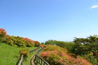 左右に咲き誇るツツジの間を、木製の手すりに囲まれた細い遊歩道が緩やかに伸びており、空が澄んでいる中で自然に包まれた静かな雰囲気が漂う遊歩道の写真