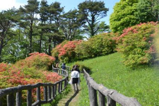 木々とツツジに囲まれた中を、木柵沿いの小道を数人の人が歩いており、奥に向かって森の中へ進んでいる様子を写した散策路の写真