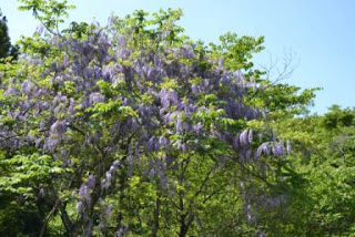 緑の木々の中に藤の花がたくさん咲いており、薄紫色の房状の花が枝から垂れ下がるように咲いている様子を晴天の下で撮影した藤の花の写真