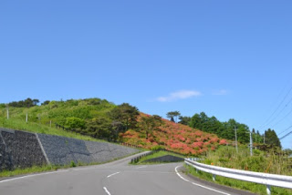 曲がりくねった舗装道路の先に緩やかな丘が広がり、斜面には緑の中にオレンジや赤のツツジが一面に咲いている様子を写した山道とツツジの写真