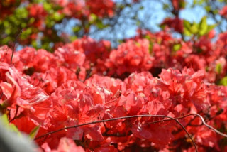 青空のもと、赤く鮮やかなツツジの花が画面いっぱいに咲いており、花びらの質感まで感じられるほど接写されたツツジの写真